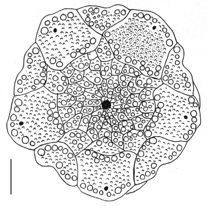 Prionocidaris bispinosa (apical system)