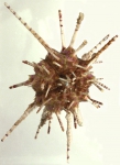 Prionocidaris bispinosa (aboral, close-up)