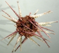 Echinodermata (echinoderms)