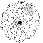 Prionocidaris glandulosa (apical disc)