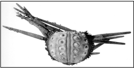 Prionocidaris thomasi (lateral)