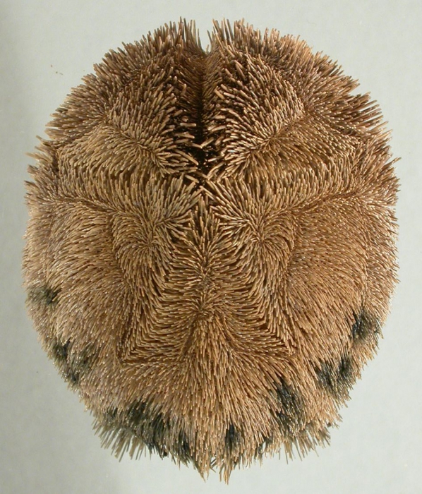 Protenaster australis (aboral)