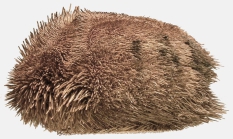 Protenaster australis (lateral)
