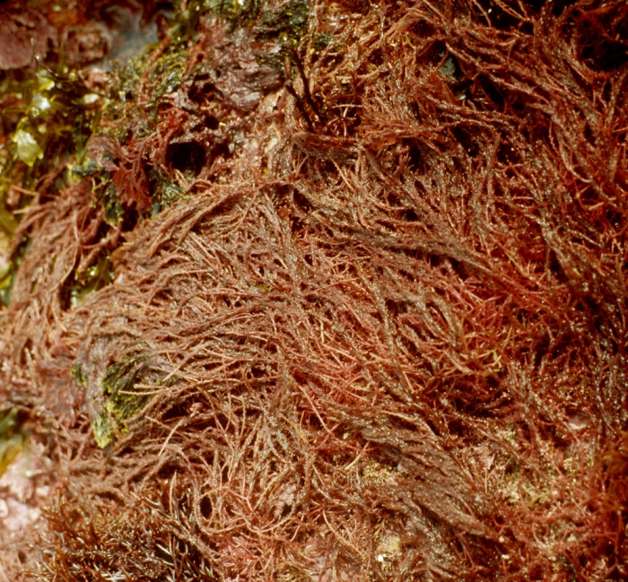 Asparagopsis armata Asparagopsis armata