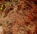 Rhodophyta (red algae)