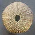 Echinodermata (echinoderms)