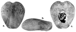 Pseudolovenia hirsuta (test, partially with spines)
