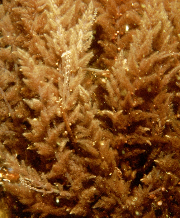 Asparagopsis armata Asparagopsis armata