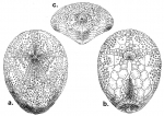 Pycnolampas oviformis (test)