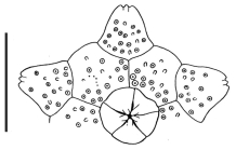 Pygmaeocidaris prionigera (apical system)