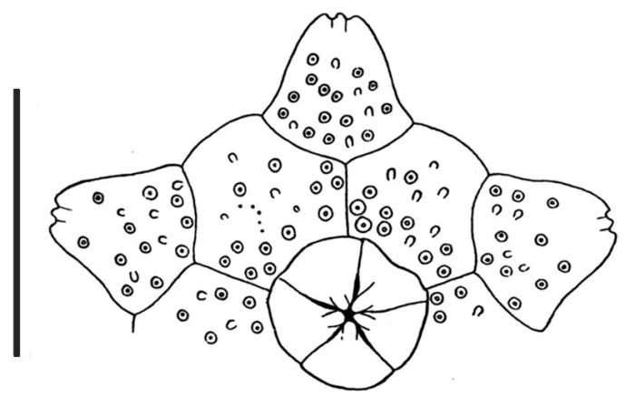 Pygmaeocidaris prionigera (apical system)