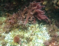 Rhodophyta (red algae)