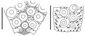 Pygmaeocidaris prionigera (interambulacral + ambulacral plates)