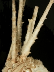 Rhopalocidaris gracilis (spines)
