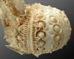 Rhopalocidaris gracilis (lateral)