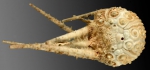 Rhopalocidaris gracilis (aboral)