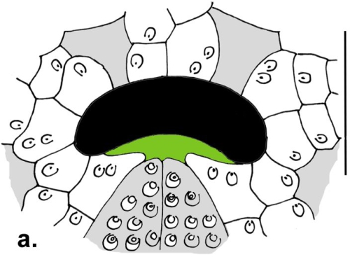 Rhynobrissus hemiasteroides (oral plating)