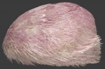 Rhynobrissus pyramidalis (lateral)