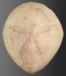 Rhynobrissus pyramidalis (aboral)