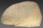 Rhynobrissus pyramidalis (lateral)