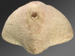 Rhynobrissus pyramidalis (posterior)