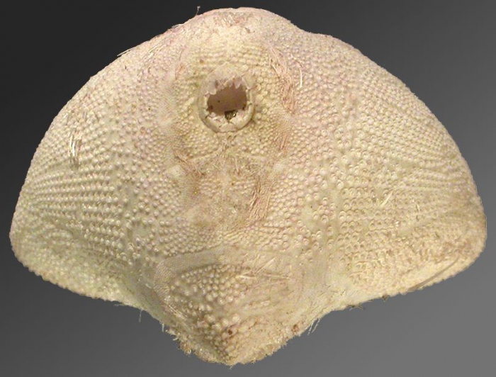 Rhynobrissus pyramidalis (posterior)