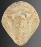 Rhynobrissus pyramidalis (oral)