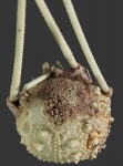 Salenocidaris miliaris (aboral)