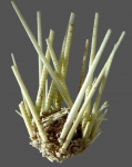 Salenocidaris pacifica (lateral)
