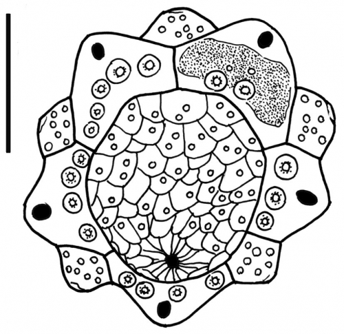 Salmaciella erythracis (apical system)