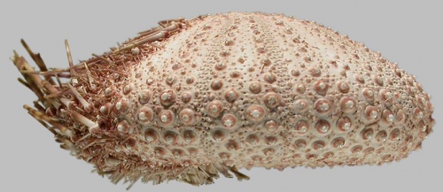 Salmaciella erythracis (oral)