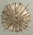 Echinodermata (echinoderms)