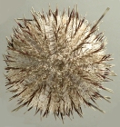 Salmaciella oligopora (aboral)
