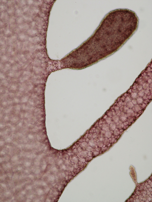Bonnemaisonia clavata Bonnemaisonia clavata