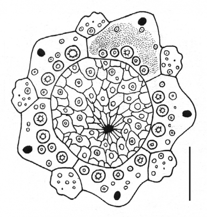Salmacis sphaeroides (apical system)