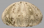 Salmacis sphaeroides (lateral)