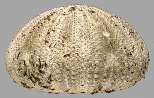 Salmacis sphaeroides (lateral)