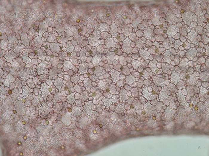 Bonnemaisonia clavata Bonnemaisonia clavata