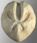 Schizaster compactus (aboral)