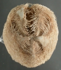 Schizaster compactus (aboral)