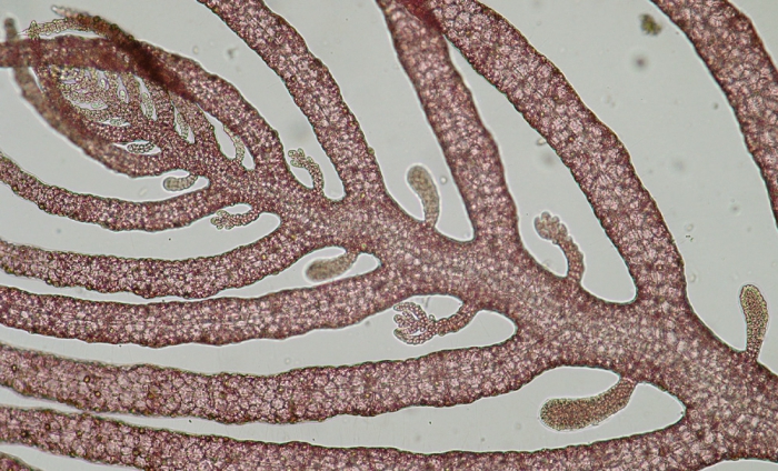 Bonnemaisonia clavata Bonnemaisonia clavata