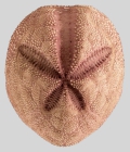 Schizaster gibberulus (test, aboral)