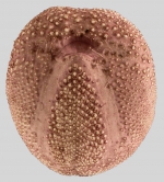 Schizaster gibberulus (tets, oral)