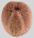 Schizaster gibberulus (tets, oral)