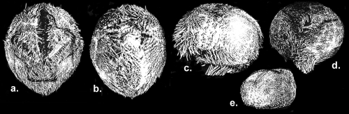 Schizaster rotundatus (holotype + paratype)