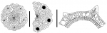 Schizocidaris assimilis (apical system + spine section)