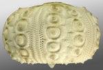 Schizocidaris assimilis (lateral)