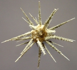 Schizocidaris fasciata (aboral)