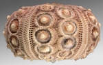 Schizocidaris serrata (lateral)