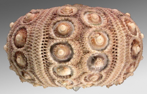 Schizocidaris serrata (lateral)